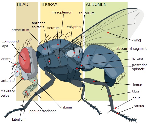 Insect Anatomy and Physiology