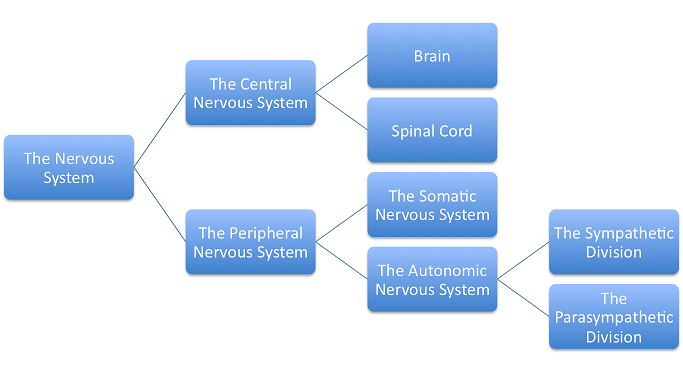Cns And Pns Flow Chart